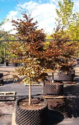 Fagus sylvatica Purpurea