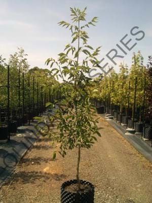 Fraxinus pennsylvanica Cimmaron