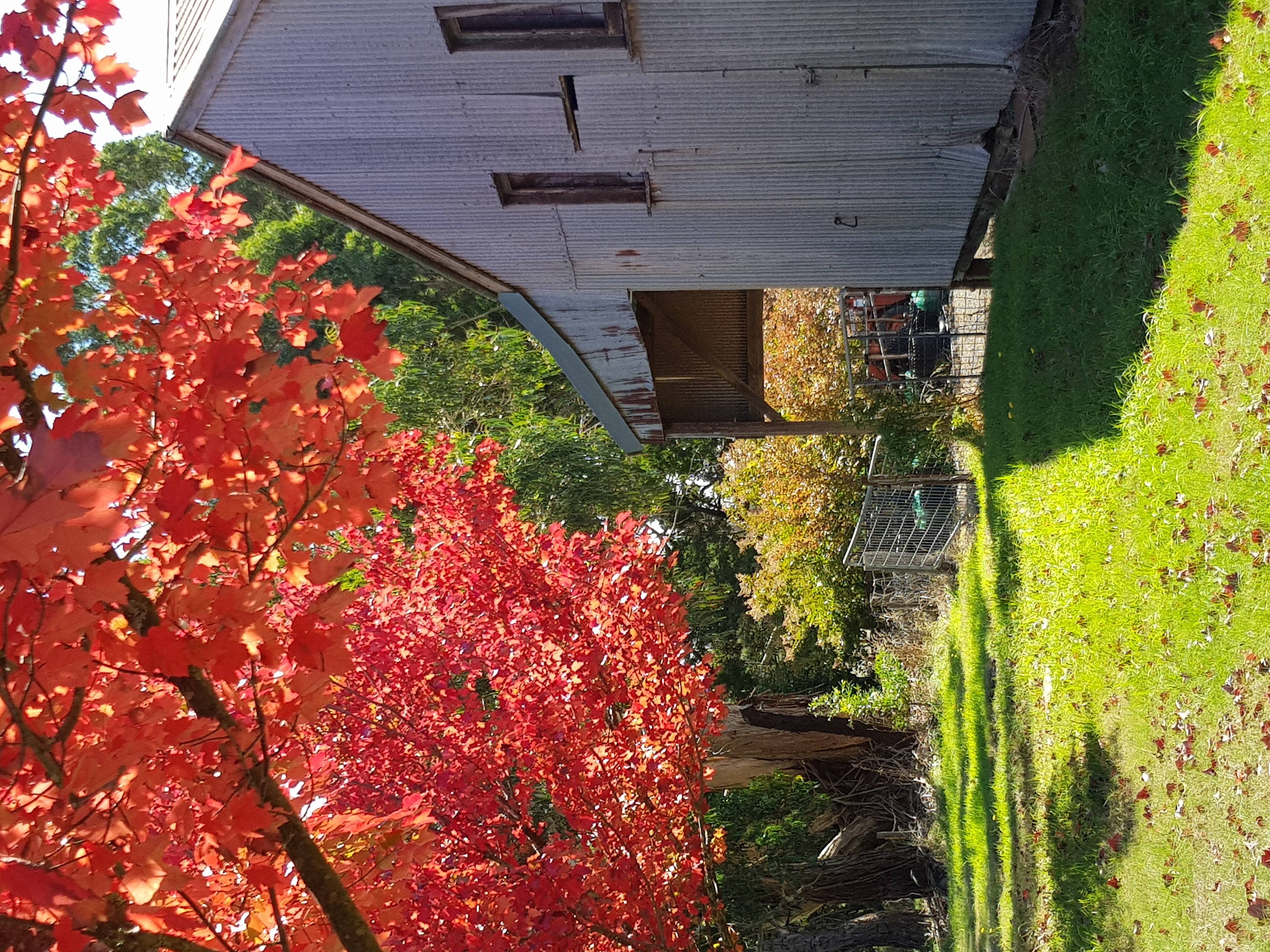 Olinda Nurseries Advanced tree Wholesale Nursery Tree Nursery