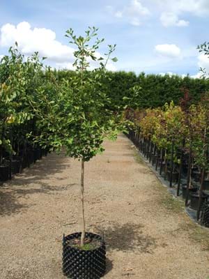 Ginkgo biloba male - Maidenhair tree