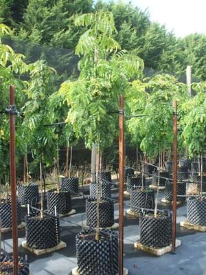 Gleditsia triacanthos var. inermis 'Elegantissima'