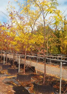 Gleditsia triacanthos Shademaster