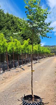 Golden rain tree Koelrevteria paniculata