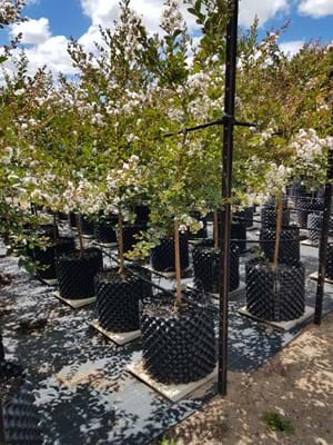 Lagerstroemia indica Acoma