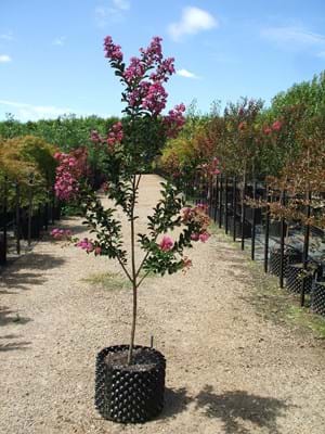 Lagerstroemia indica Zuni - crepe Myrtle
