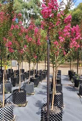 Lagerstroemia indica Tuscarora