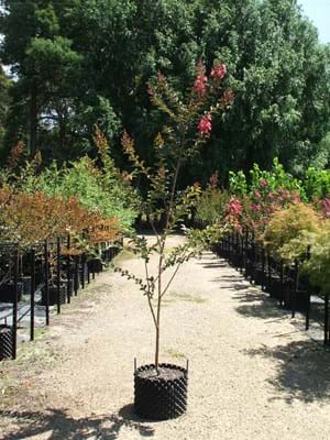 Lagerstroemia indica Comanche- Crepe Myrtle Coral Pink