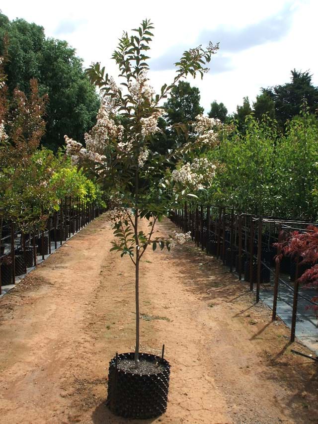Lagerstroemia indica Natchez