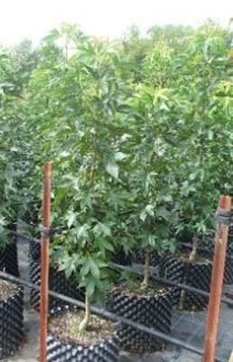 Liquidambar styraciflua Oakville Highlight