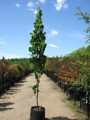 Liriodendron tulipifera Fastigiatum