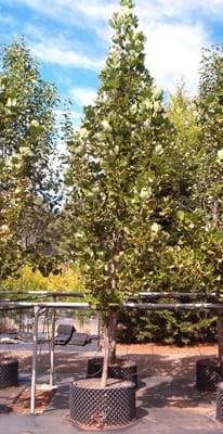 Liriodendron tulipifera Fastigiatum