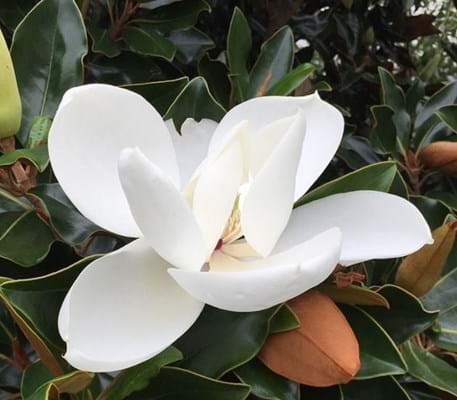 Magnolia Alta
