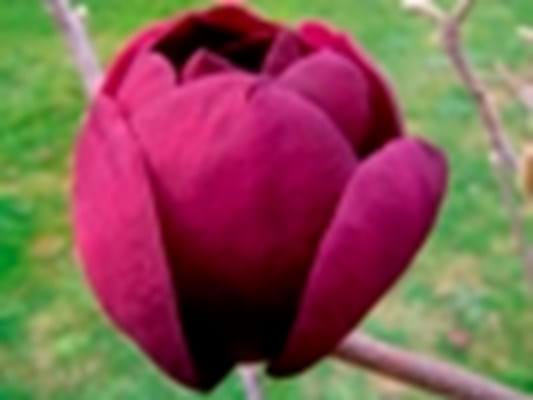 Magnolia x soulangeana Black Tulip