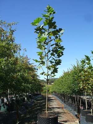 Platanus x acerifolia