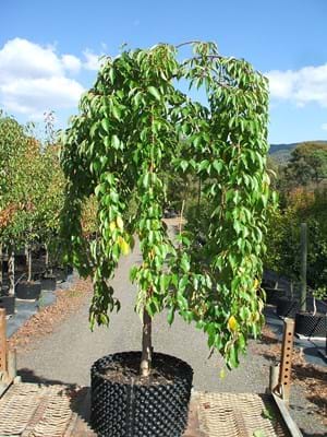 Prunus sub Pendula Alba