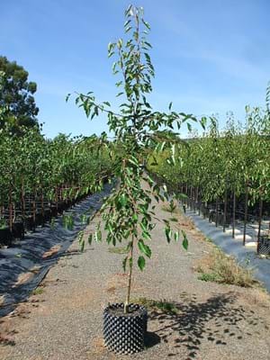 Pyrus calleryana Aristocrat