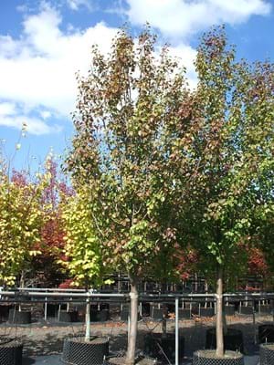 Pyrus calleryana Bradford