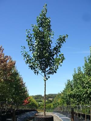Pyrus calleryana Capital