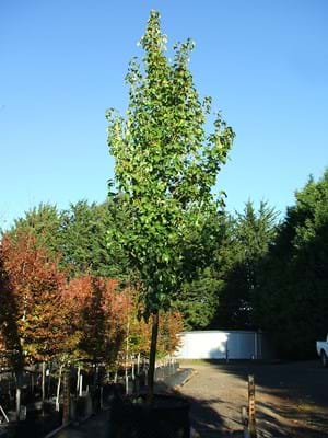 Pyrus calleryana Capital