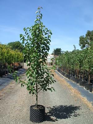 Pyrus calleryana Cleaveland Select