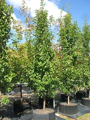 Pyrus calleryana Cleaveland Select