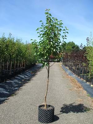 Pyrus Calleryana Valzam Valiant