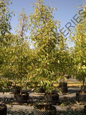 Pyrus calleryana Aristocrat