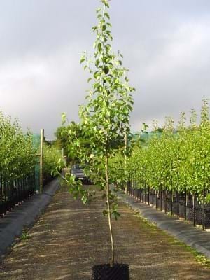 Pyrus calleryana Bradford