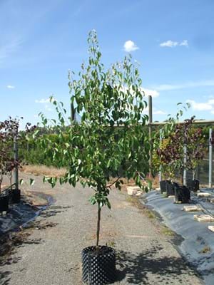Pyrus betulaefolia x Edgewood