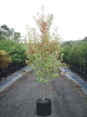 Pyrus nivalis