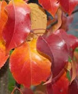 Pryus ussuriensis MANCHURIAN PEAR