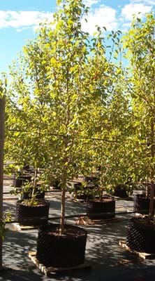 Pryus ussuriensis MANCHURIAN PEAR