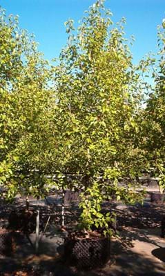 Pryus ussuriensis MANCHURIAN PEAR
