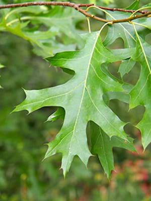 Quercus coccinea leaf dendro