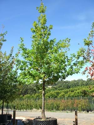 Quercus robur