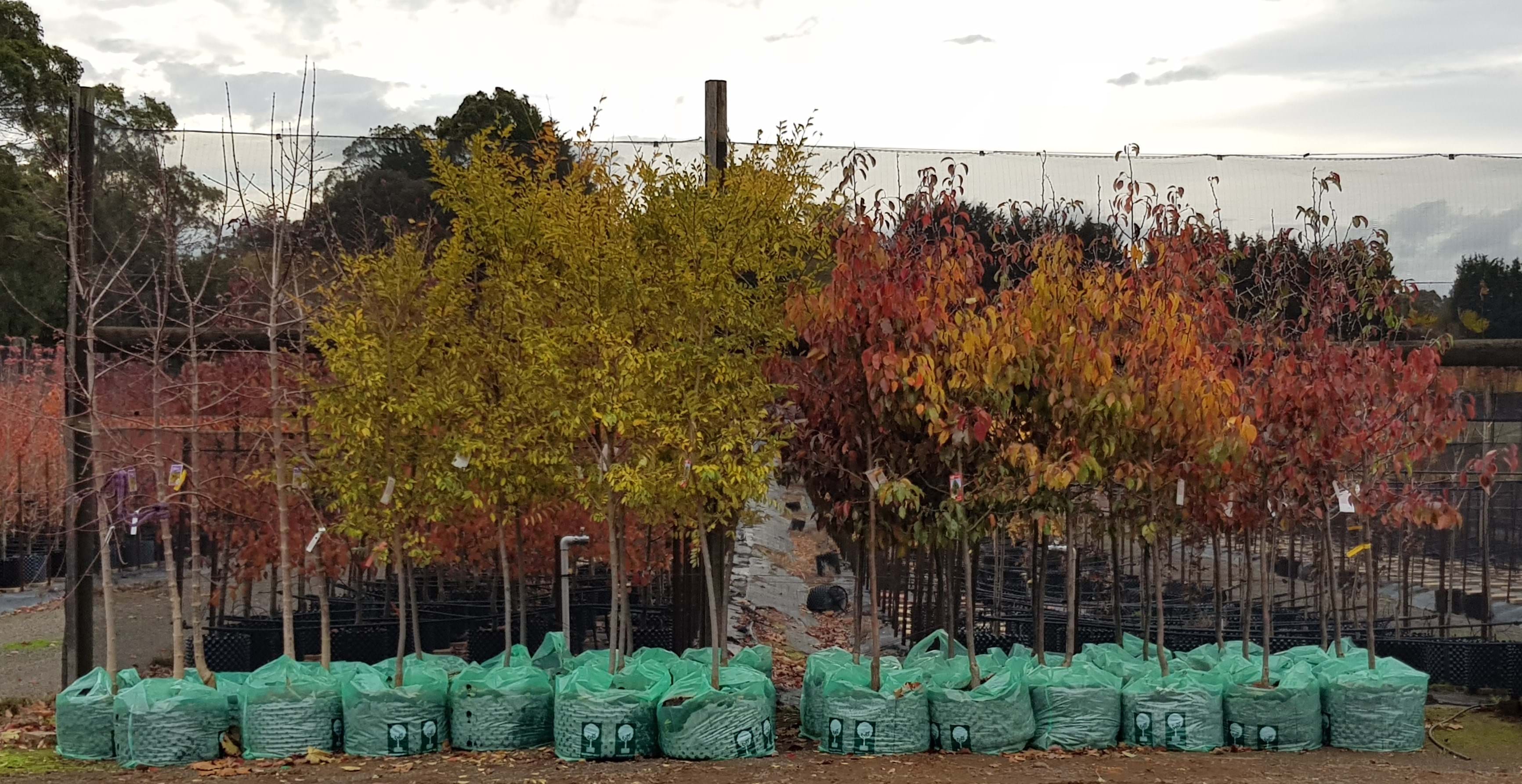 Olinda Nurseries Advanced tree Wholesale Nursery Tree Nursery Macedon Ranges