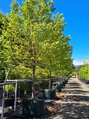 TILIA CORDATA GREENSPIRE