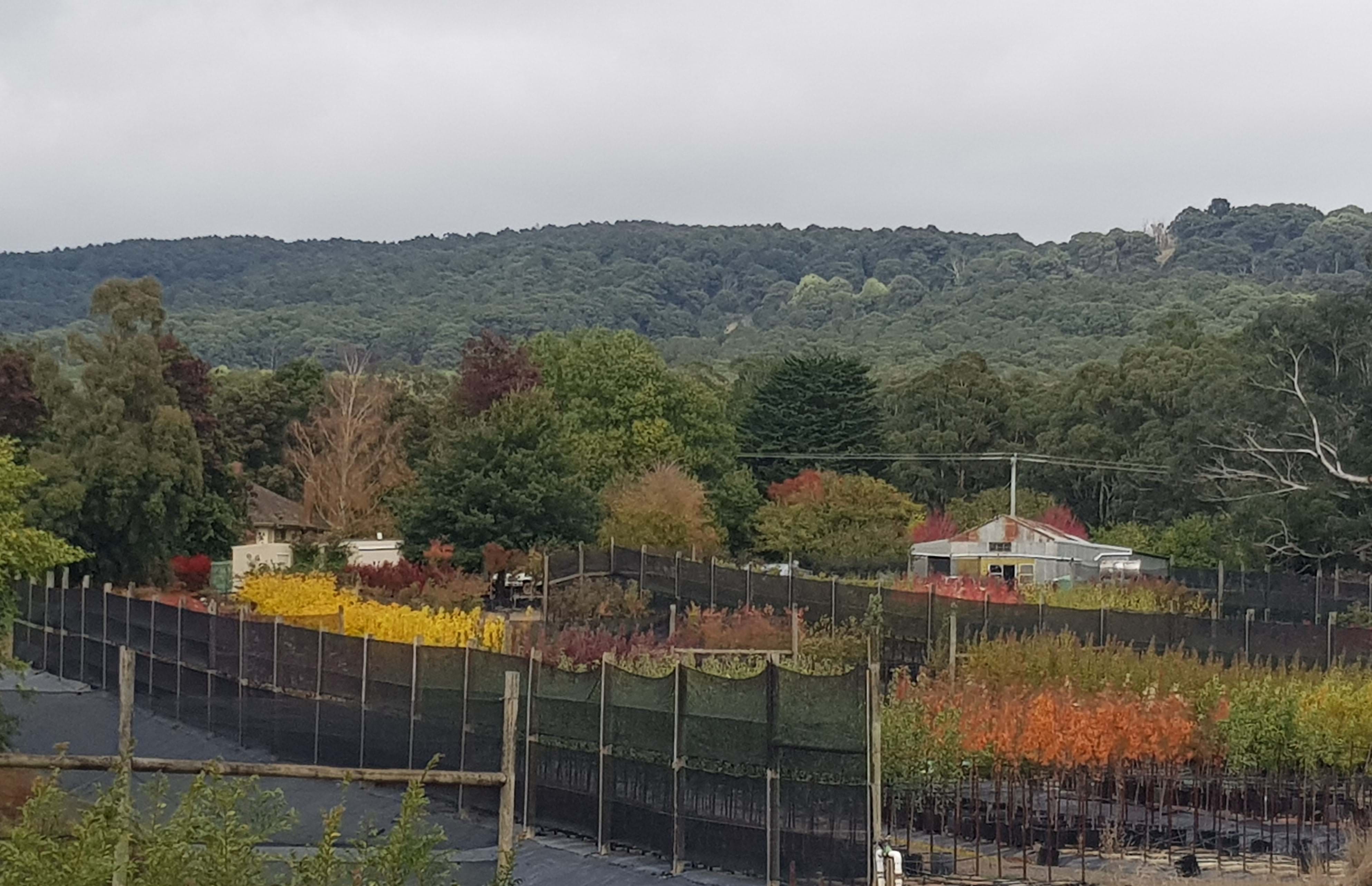 Olinda Nurseries Advanced tree Wholesale Nursery Tree Nursery Macedon Ranges