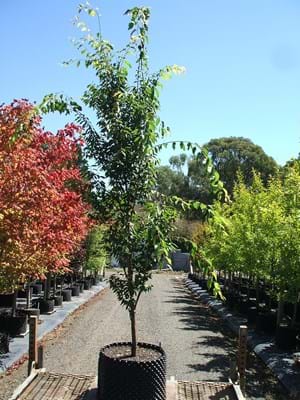 ZELKOVA SERRATA MUSHASHINO