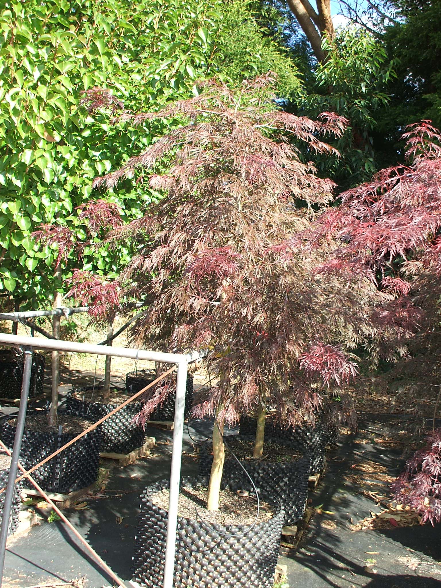 Acer palmatum Dissectum Inabe Shidare