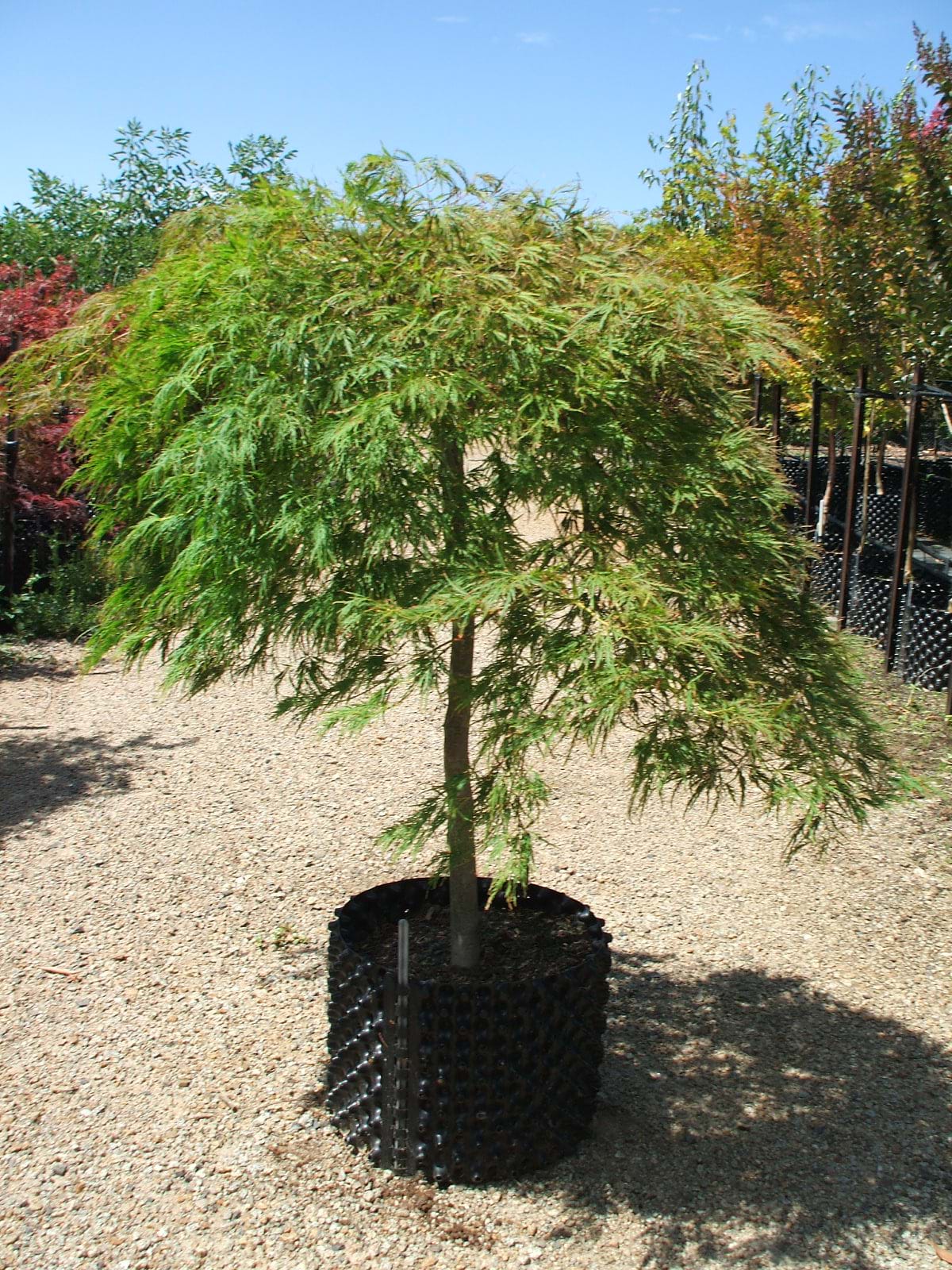 Acer palmatum Dissectum Atropurpureum AP40cmAcer palmatum Dissectum Viridis