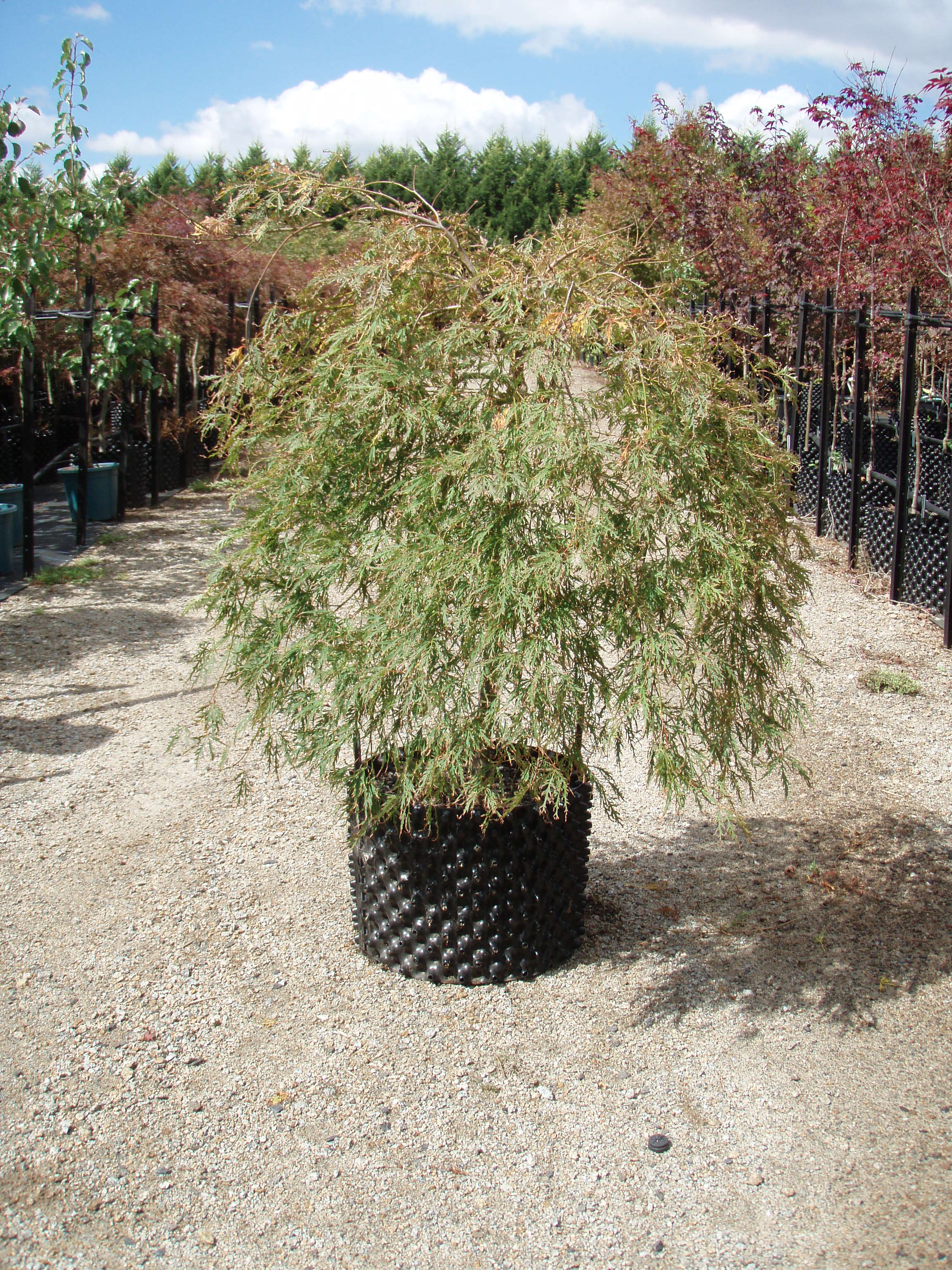 Acer palmatum Dissectum Viridis