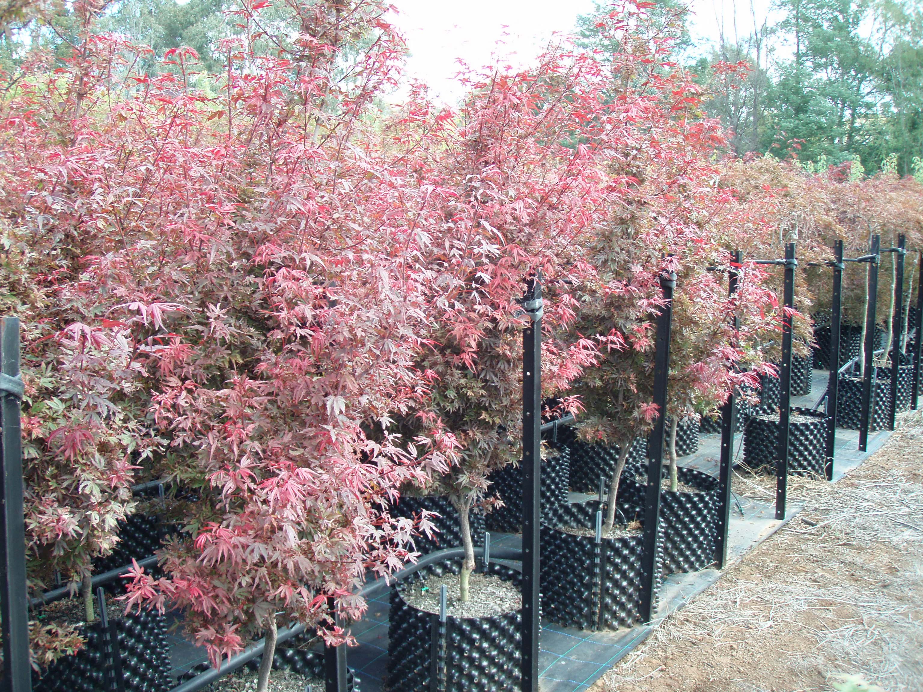 Acer palmatum Shaina