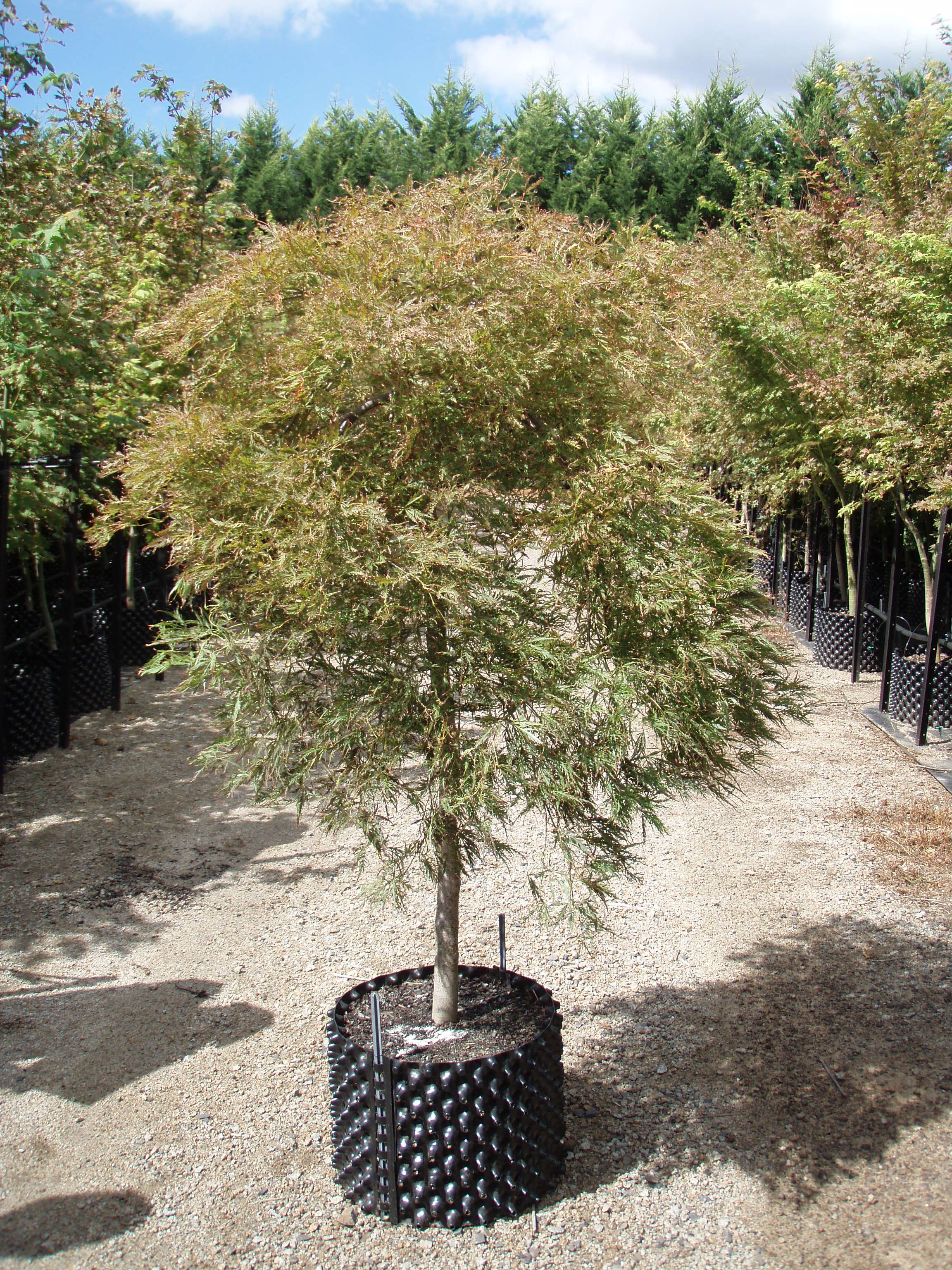 Acer palmatum Dissectum Bronze