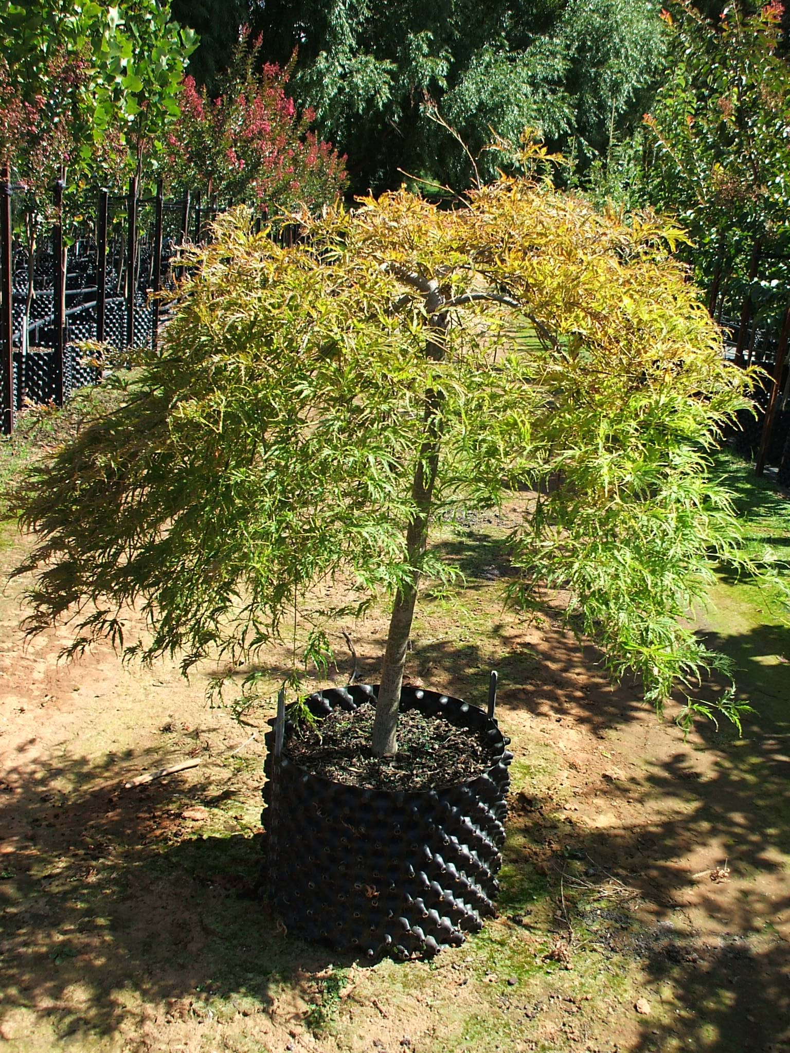 Acer palmatum Dissectum Filigree Lace