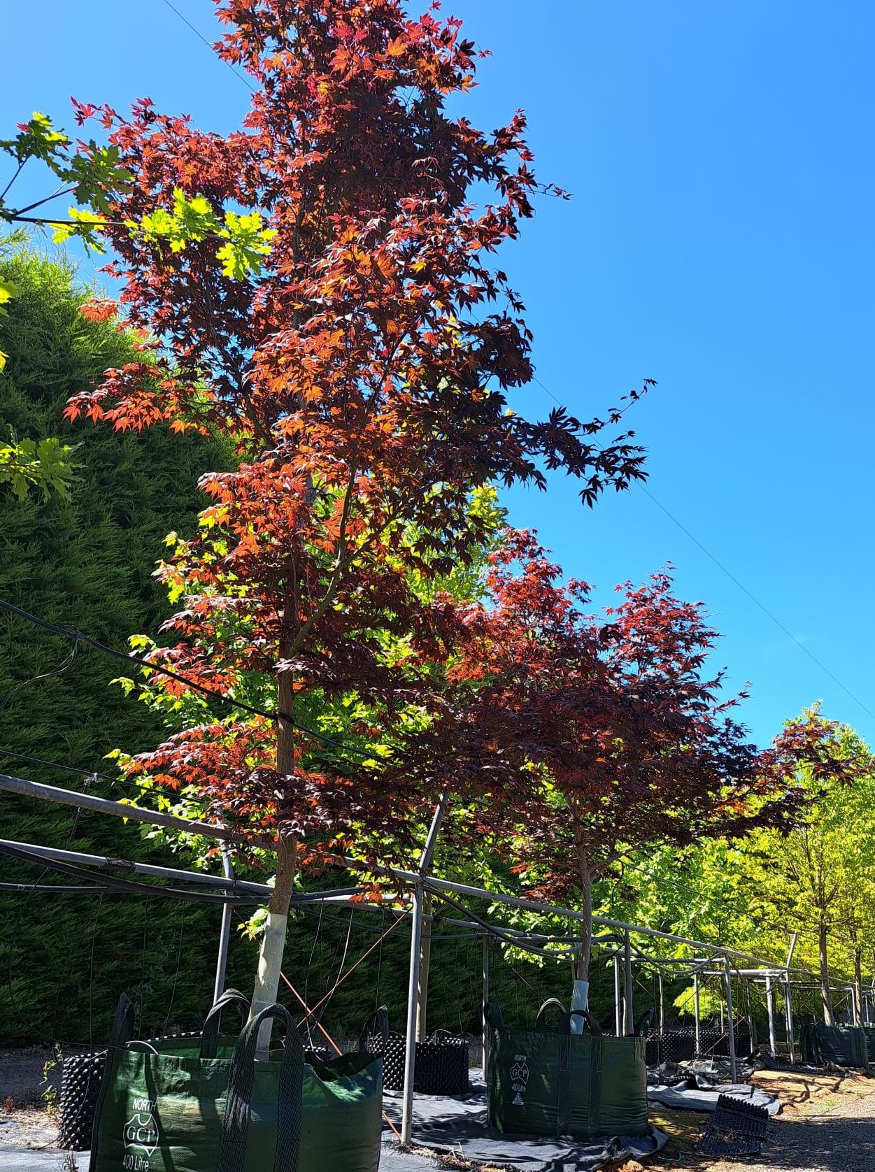 Acer palmatum Bloodgood