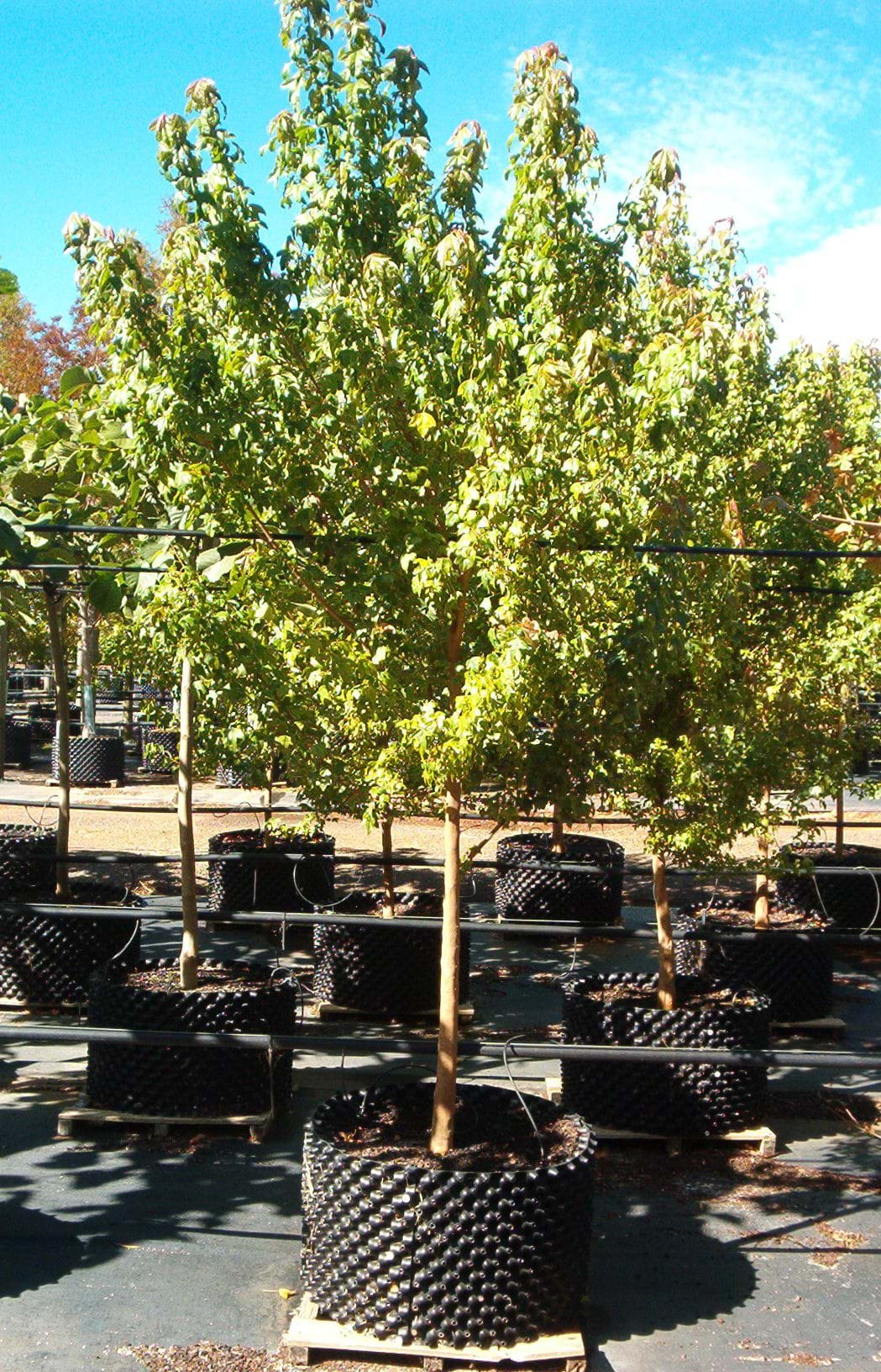 Acer Buergerianum  | Trident Maple