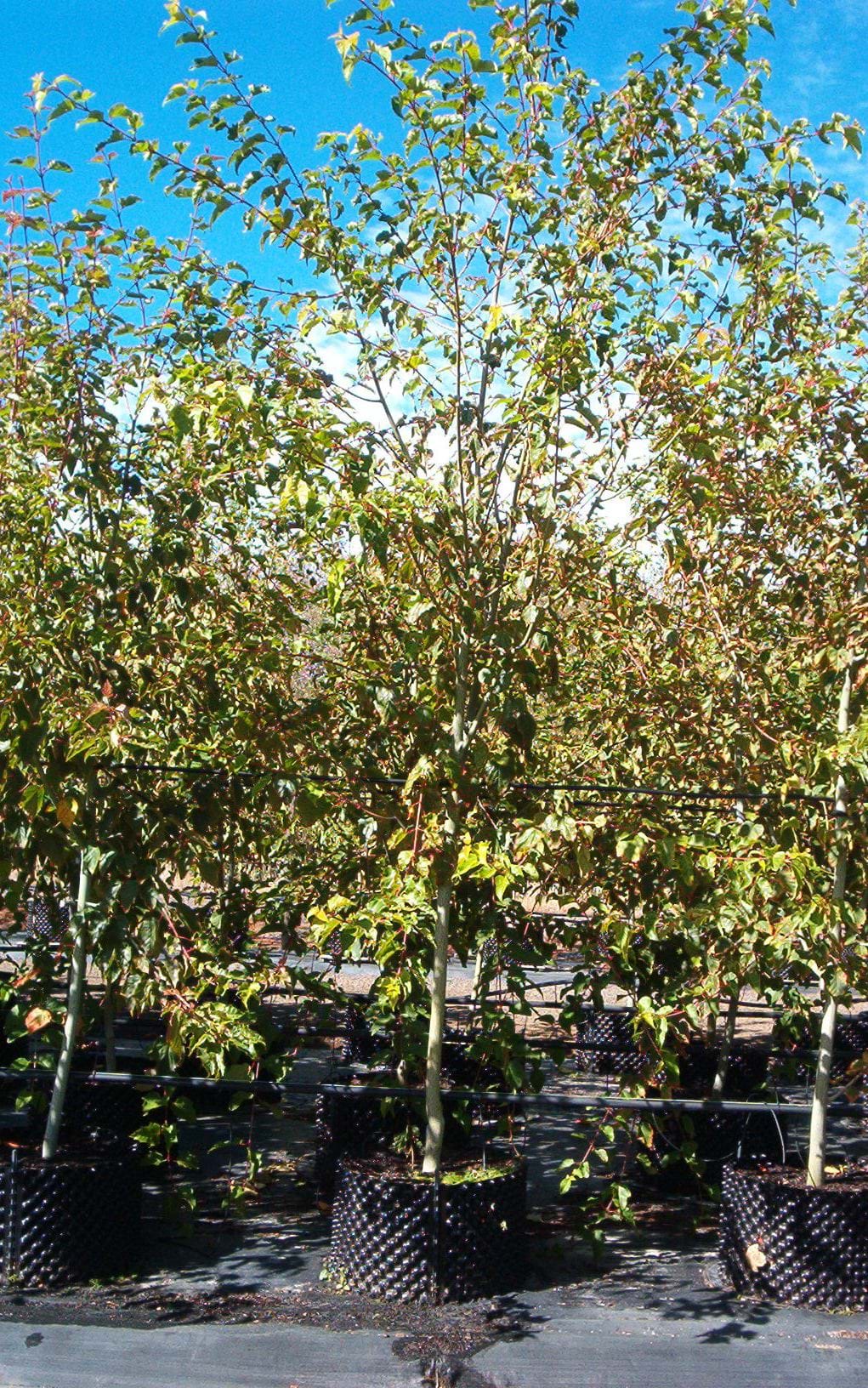 Acer davidii - Snakebark Maple - Père David's Maple