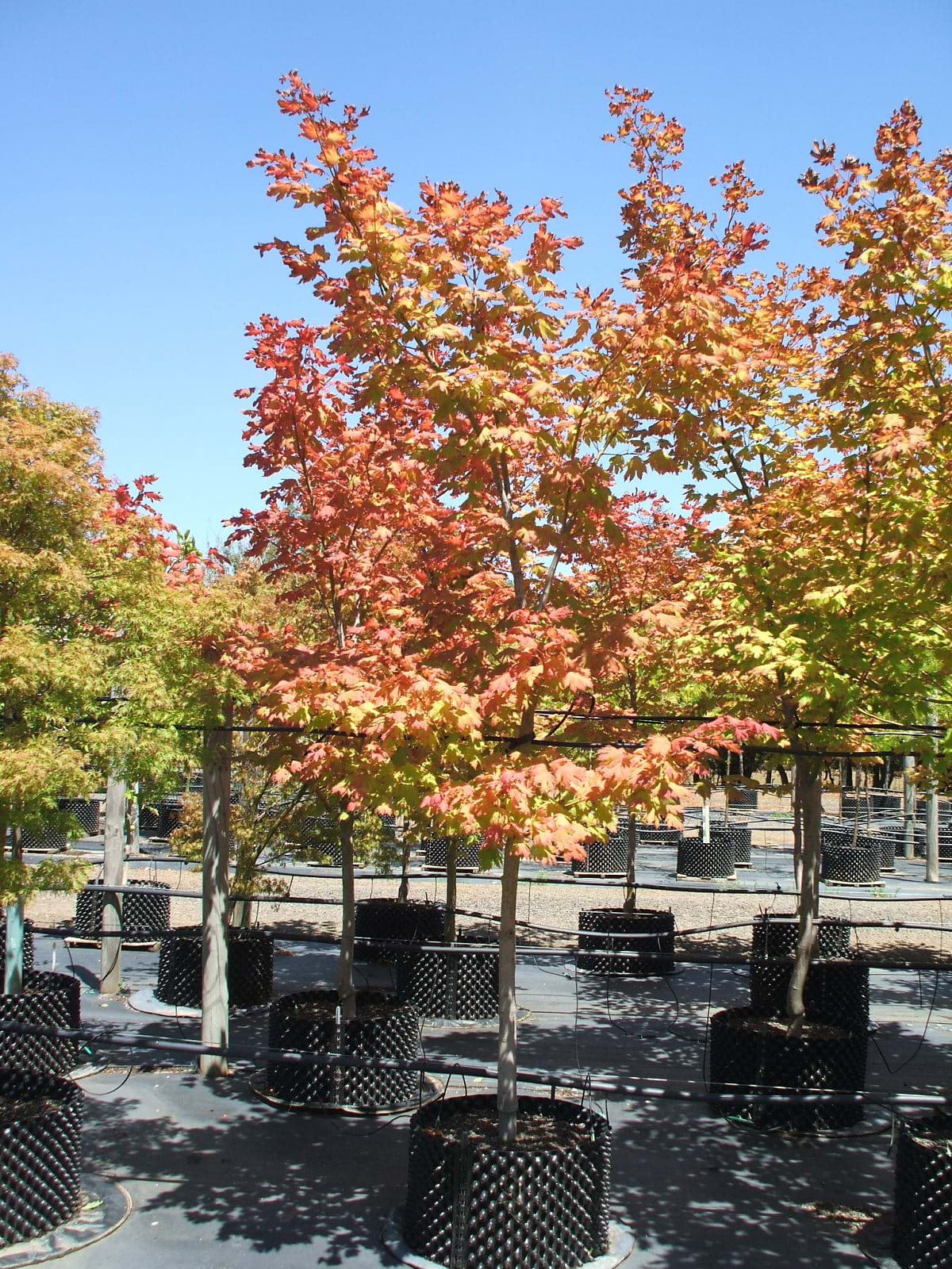 Acer japonicum Vitifolium