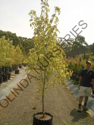 Acer negundo Sensation